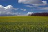 This beautiful landscape is showing some of the first crops of 2012 in West Berkshire.