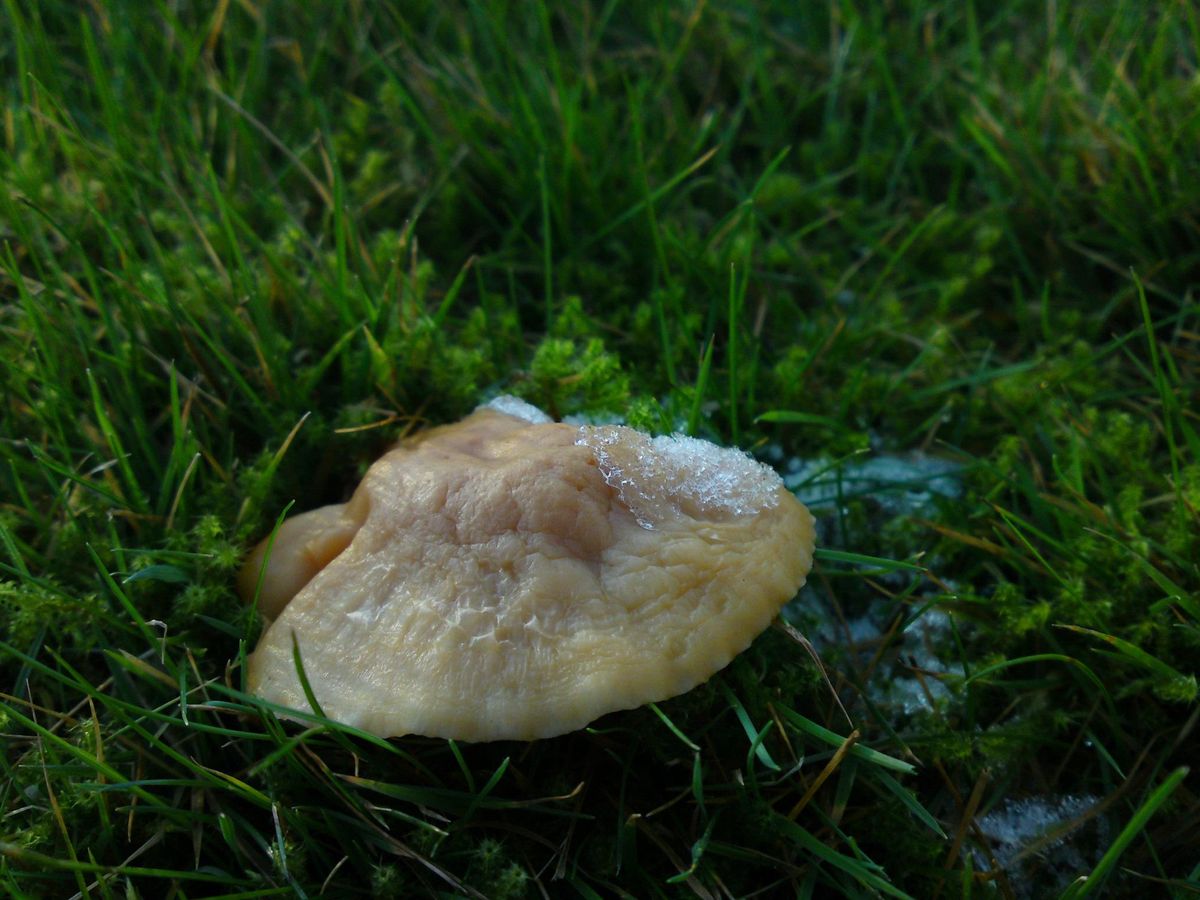 I took this picture with my Sony Ericsson C905 Mobile Phone (8.1 MP CyberShot camera).