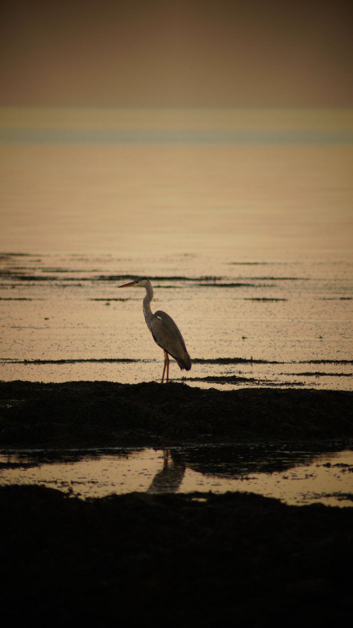 Spotted this Heron at the beach 21/05/2012