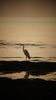 Spotted this Heron at the beach 21/05/2012