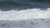 white horses