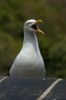 Whilst enjoying the beautiful fishing town of Polperro and one of the fine Beer gardens I spotted this Seagull having a little shout about on a near by roof top.