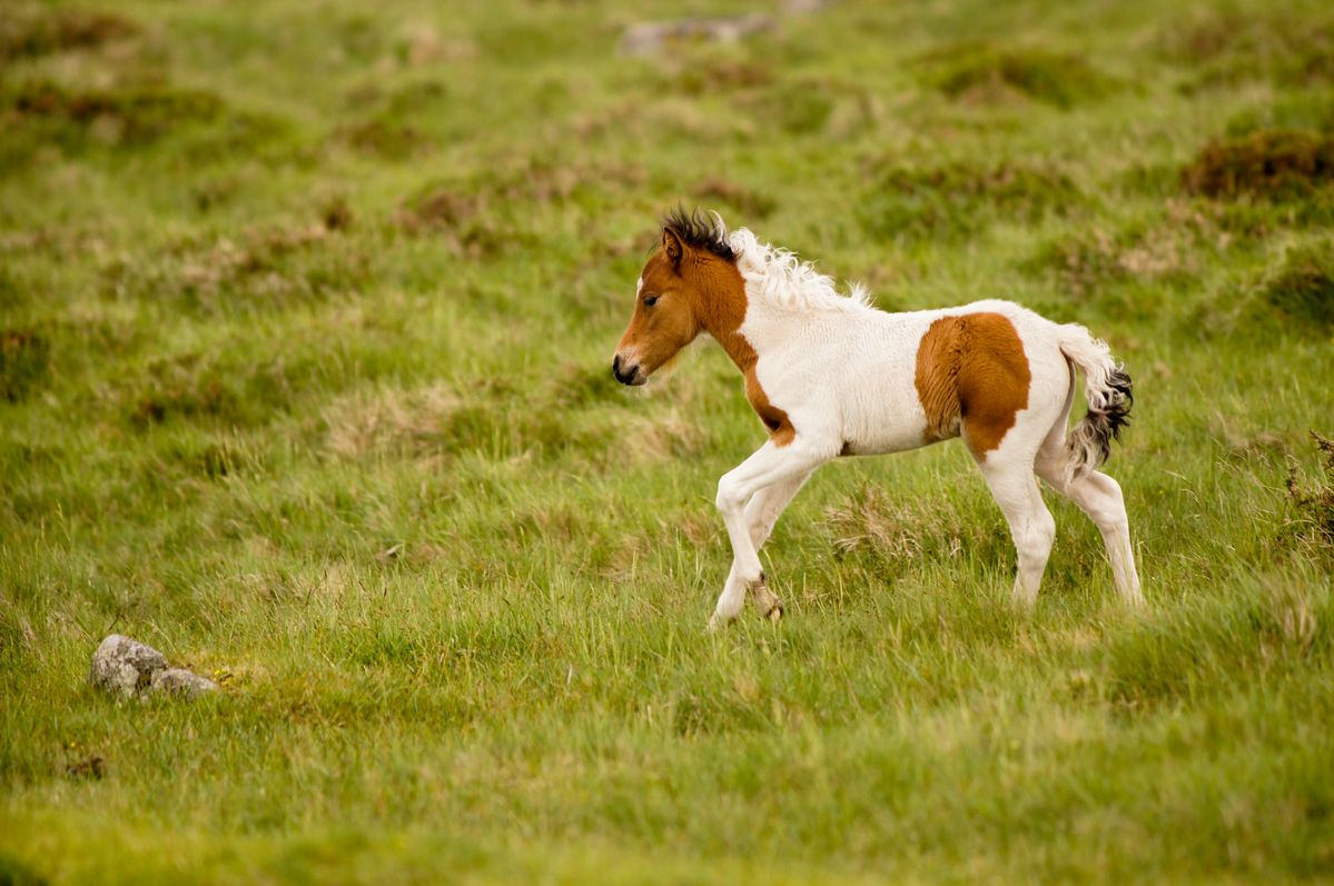 Foal running around