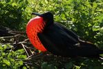 a male frigate bird