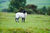 Lil sheep