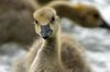 Every time I pointed my lens at this Gosling it tilted its head to one side as if to say "What!?".