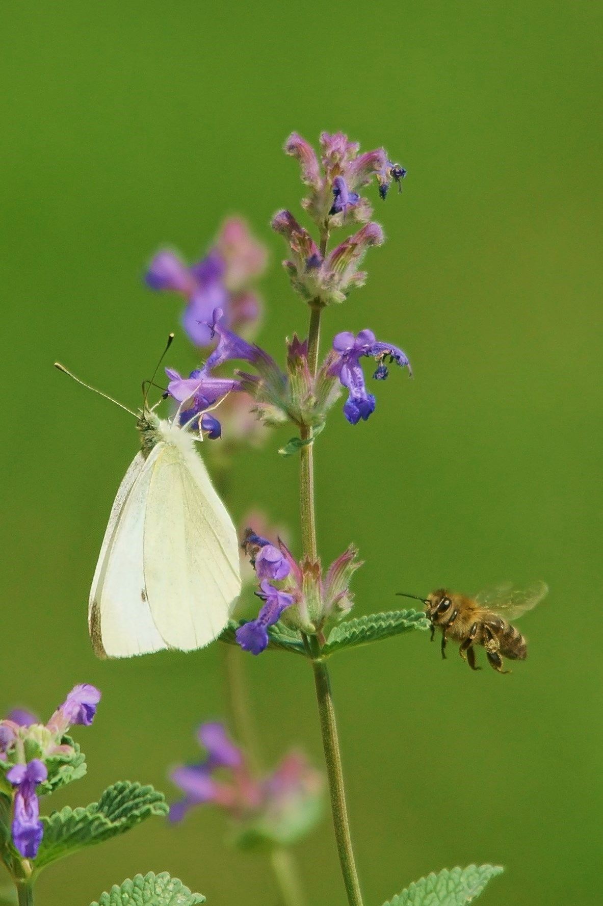 Nach vielen Stunden des Wartens über mehrere Tage hinweg passte es endlich. Kohlweißling und Biene befanden sich auf einer Ebene. Die Sonne im Rücken erlaubten mir eine kurze Belichtung bei ISO 200. Ausrüstung: Sony Alpha 900 mit Sigma 5-6,3/150-500 mm.