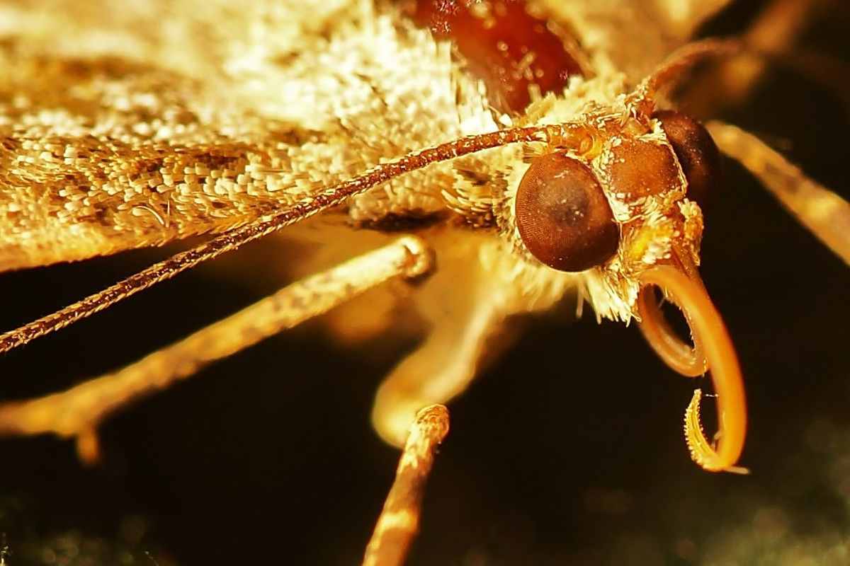 Dieser Nadelholz-Rindenspanner saß ganz still im Hausflur. Als Dank dafür entließ ich ihn nach der Session in die Freiheit.