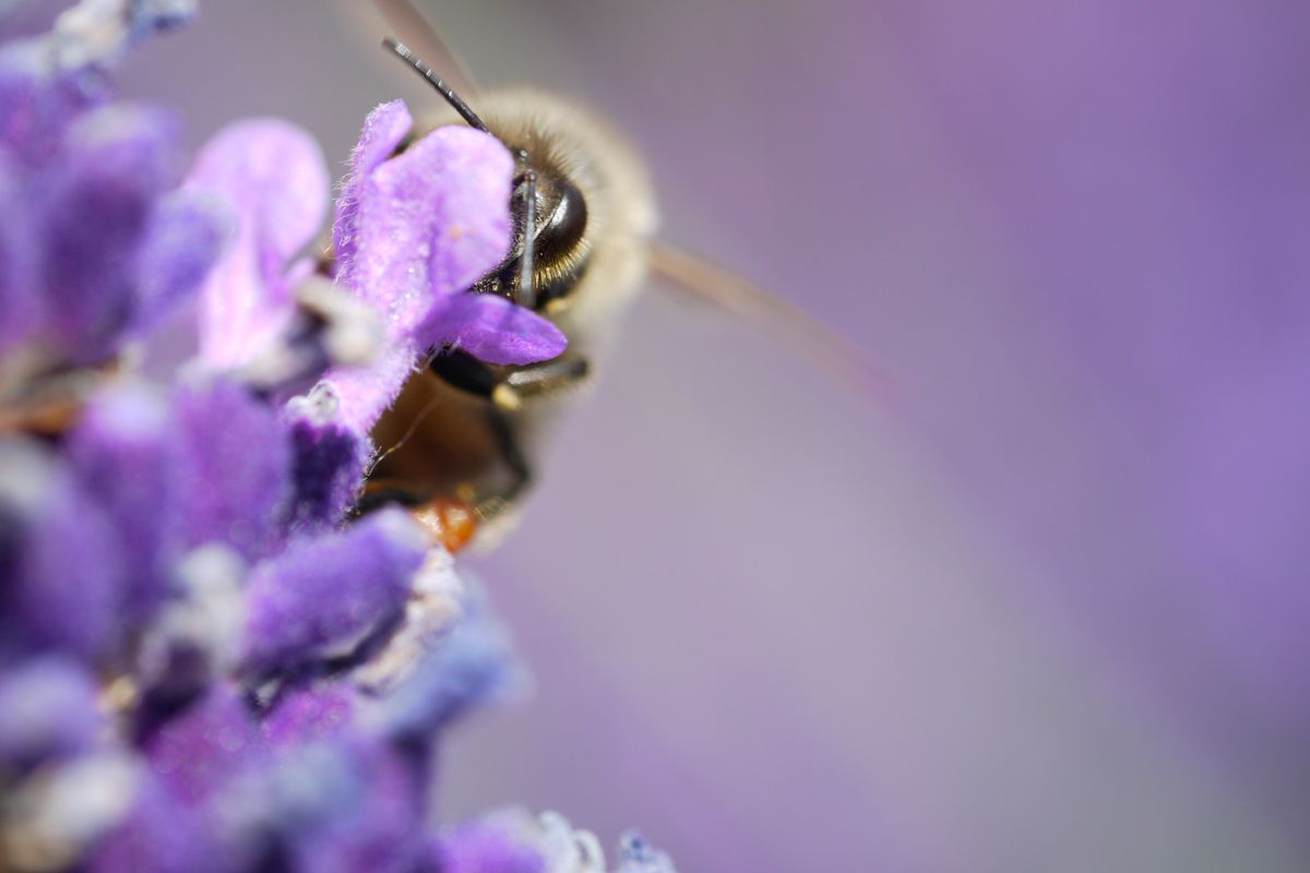 Diese Biene scheint ganz vorsichtig hinter einer Lavendelblüte hervor zu schauen.