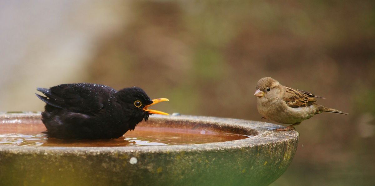 Da traut sich selbst der Spatz nicht ran.