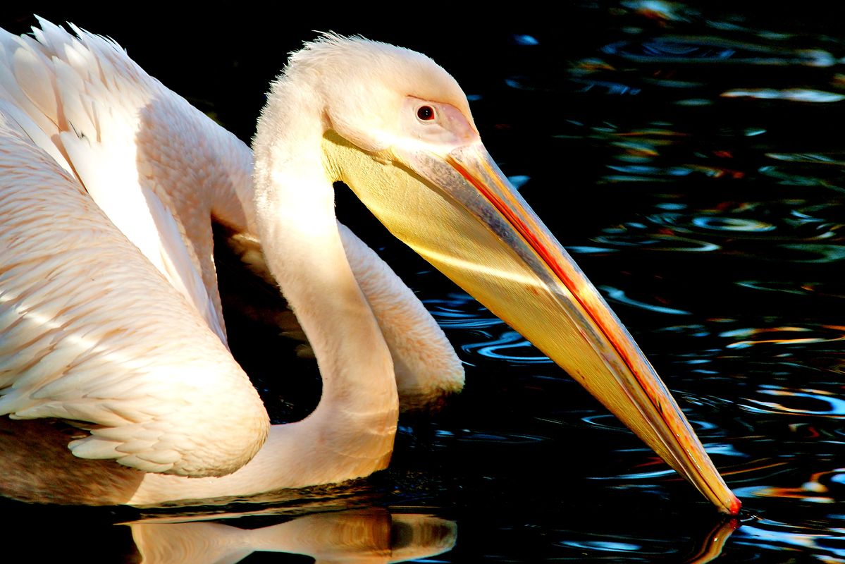 Lichtspiele mit Pelikan