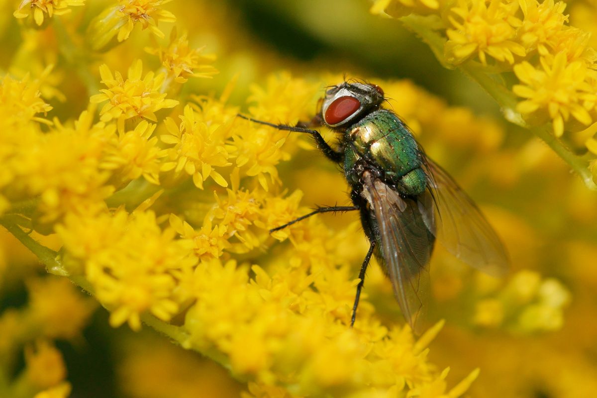 Goldfliege