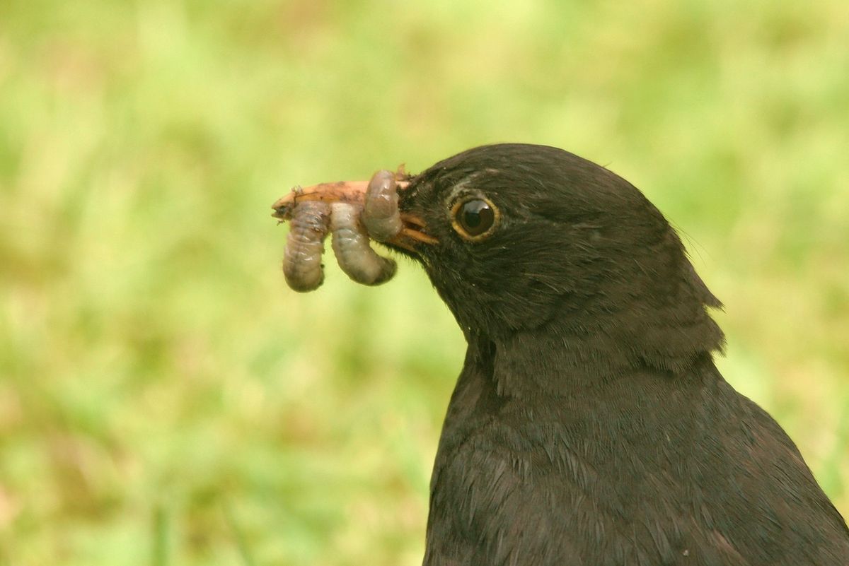 Amsel mit Futter