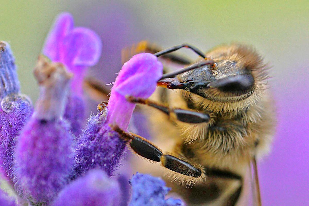 Biene auf Lavendel.