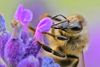 Biene auf Lavendel.