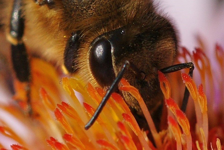 Aug' in Aug' mit der Honigbiene.