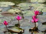lotus