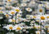 These beautiful Daisy like flowers are called Penny Moons and grow in abundance at my local nature discovery center.