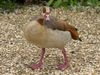 The Egyptian goose is a new addition to our local nature discovery center.  it is a beautiful Goose yet at the same time it appears as if it is not finished having such a tatty head and neck!