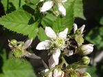 Hommel op een bramen bloempje