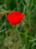 I love the way the Poppies petals are contrasted against the green background.