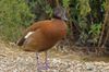 This is a very rare visitor to Thatcham Nature Discovery Center, the Wigeon duck normally lives in the northern half of the British Isles.