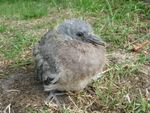 I found this young pigeon in a city called Naarden (Netherlands).