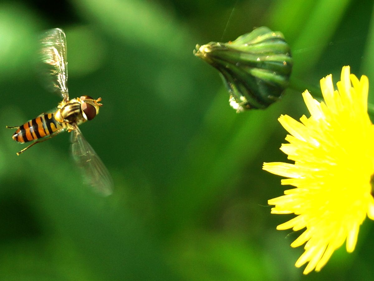 Finally a hovering and flying Hover-fly
