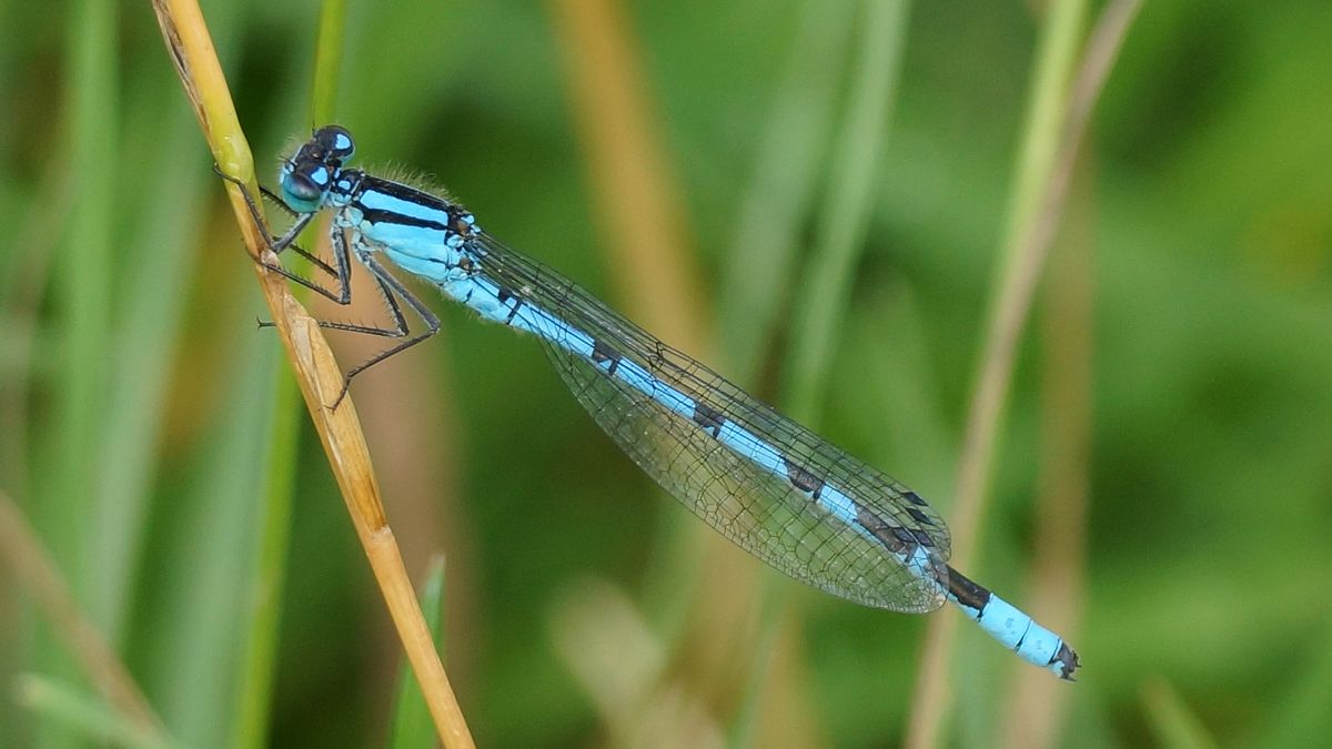 Captured with A77 and Sony 70-300G lens