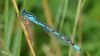 Captured with A77 and Sony 70-300G lens