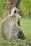 langoor