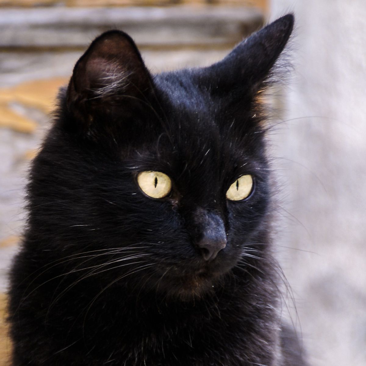 sardische Katze mit leuchtendem Blick