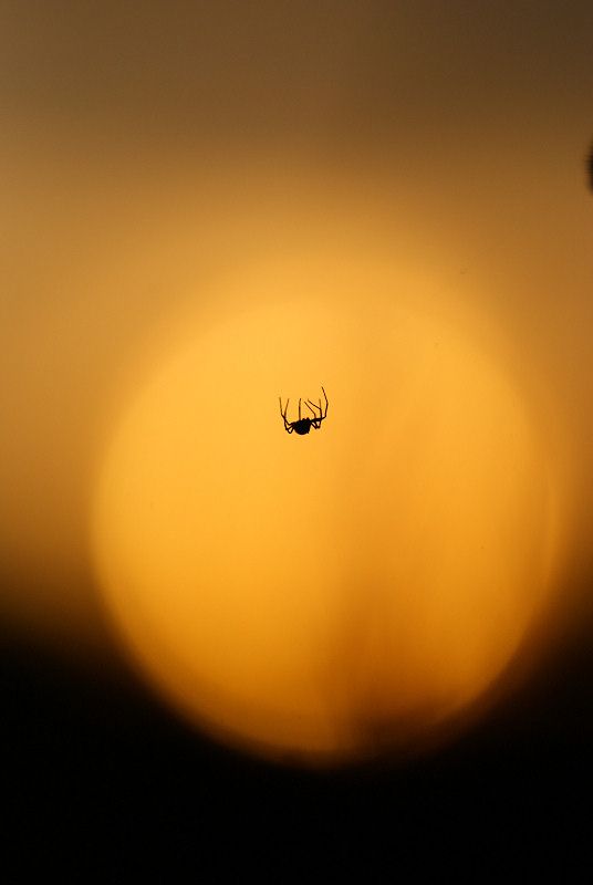 This small spider was building a net between two tallgrass straws, managed to take the pic just as the spider passed in front of the setting sun so it looks like it is hanging from thin air