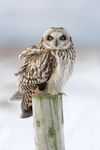 Short-eared Owl
