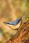 Nuthatch