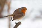Robin