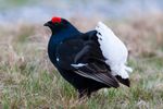 Blackcock