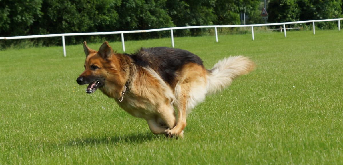 Max my GSD taken with A77