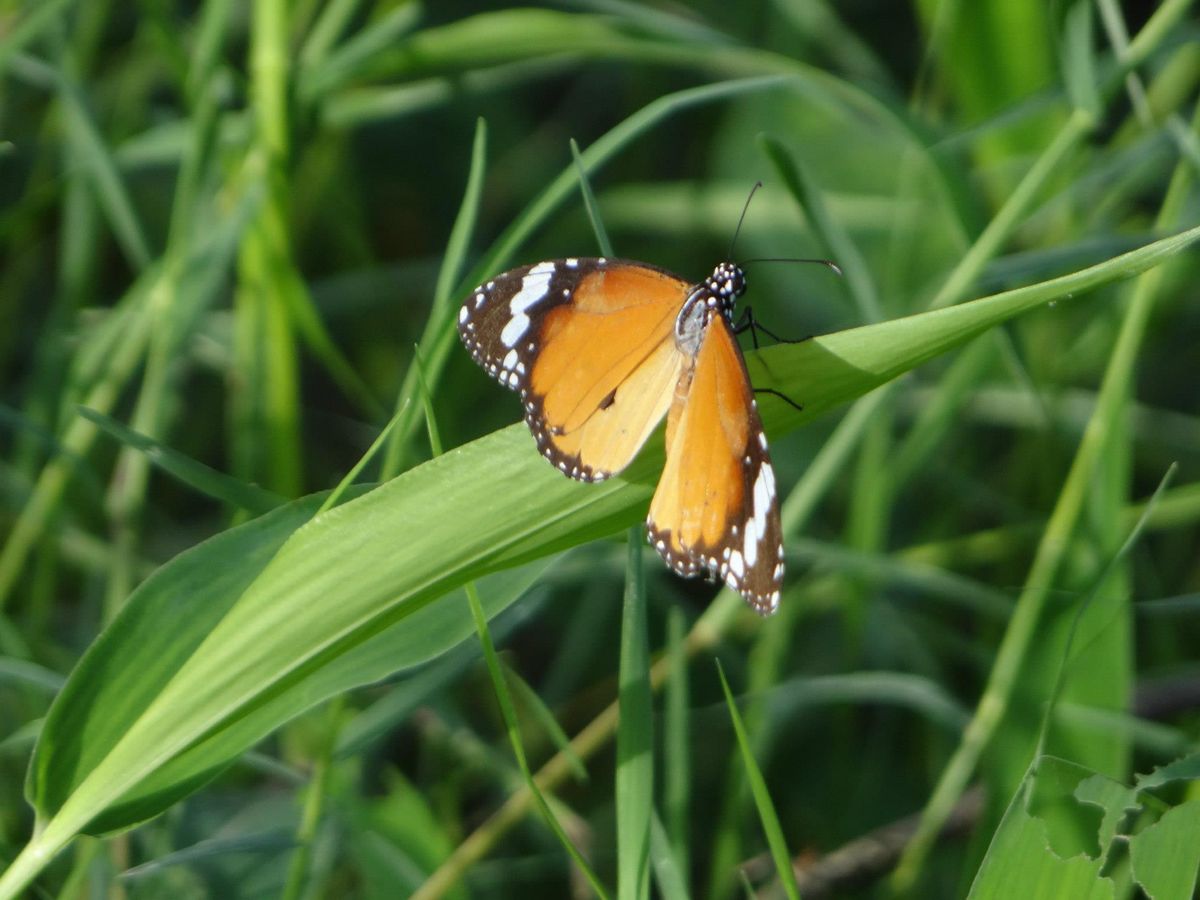 butterfly
