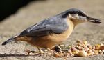 Nuthatch feast?