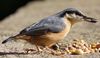 Nuthatch feast?