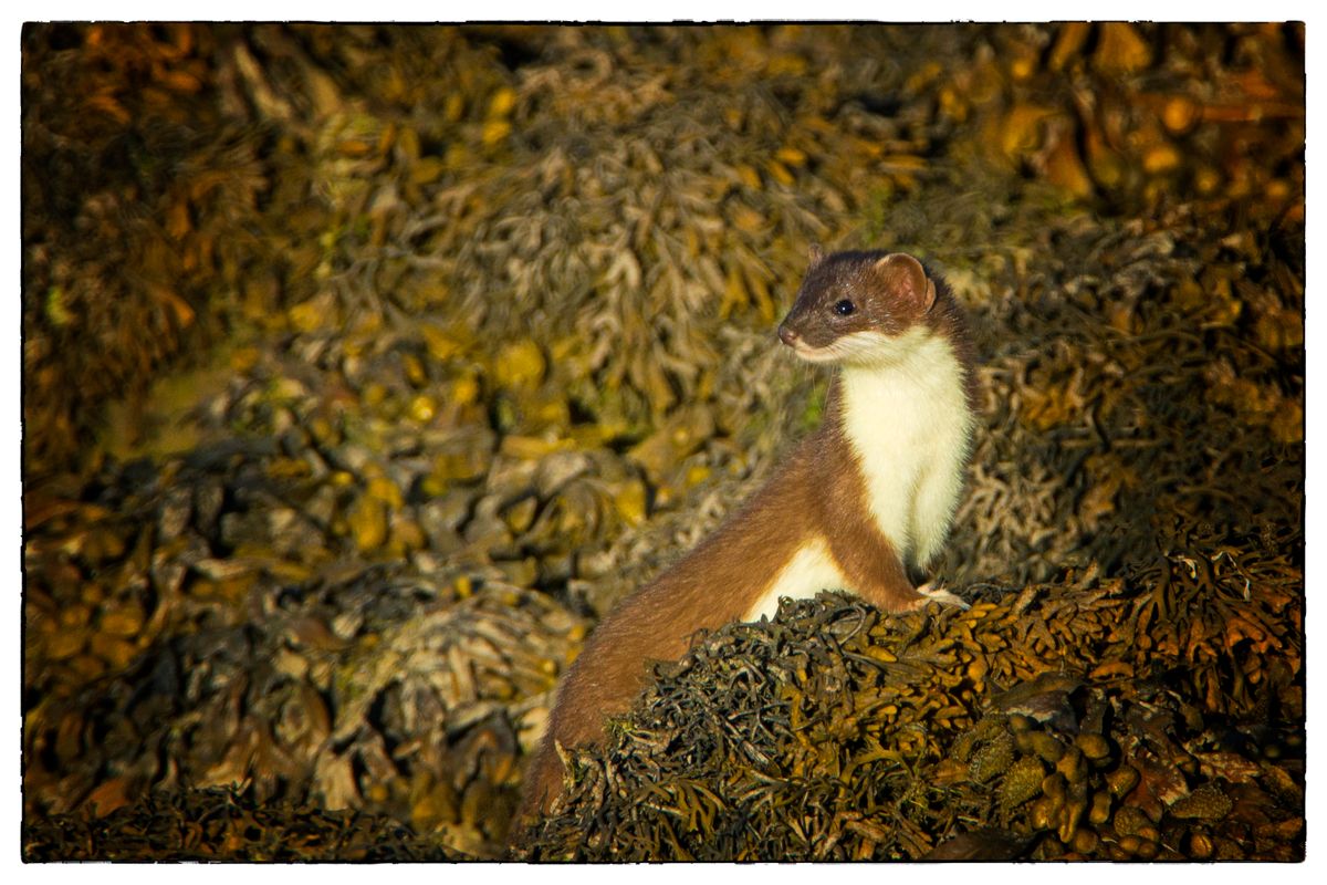 Stoat