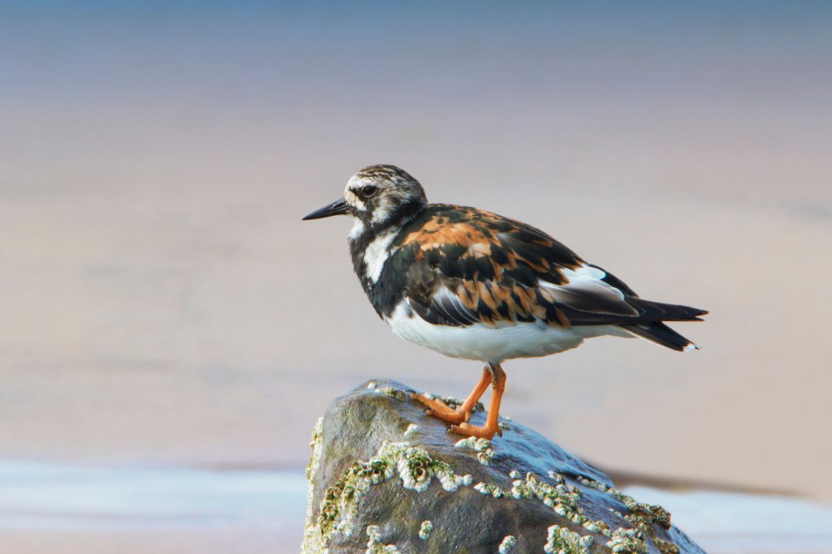 Turnstone