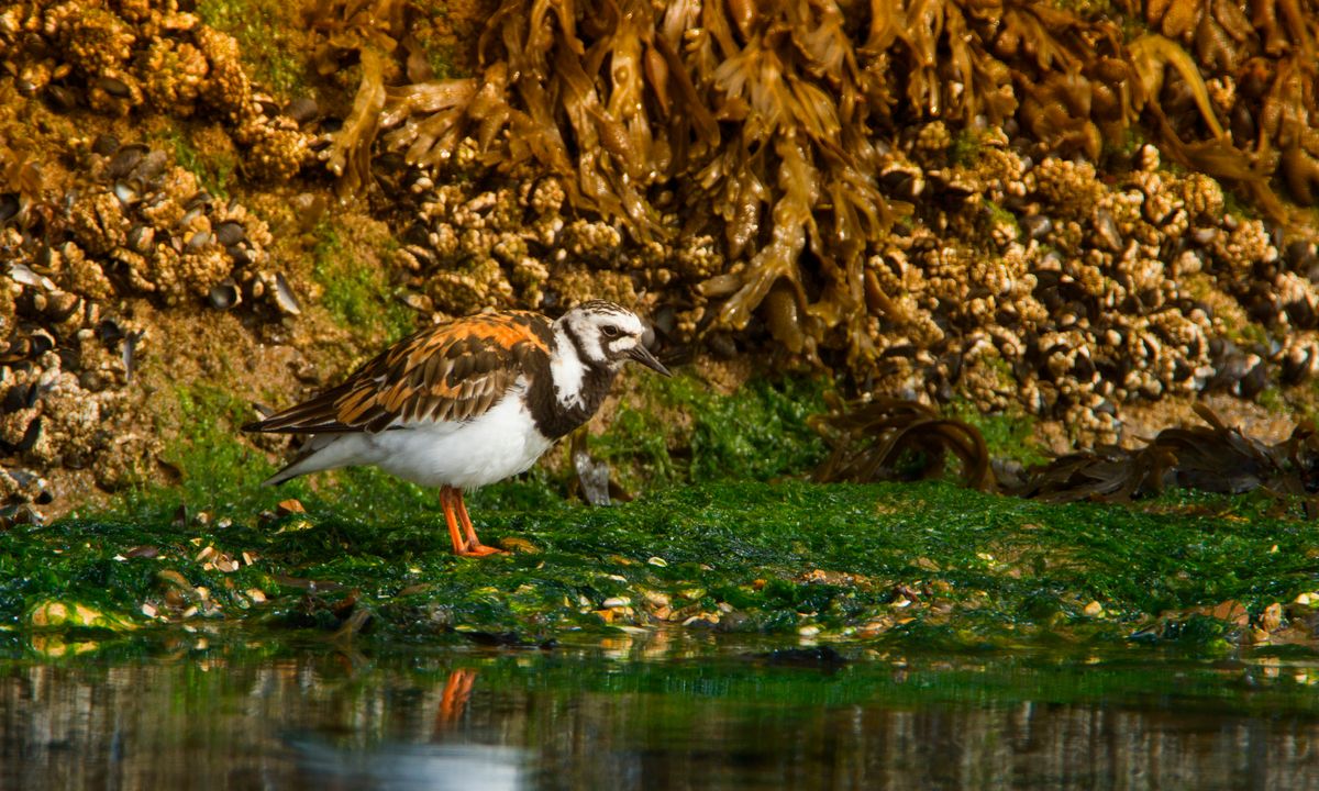 Turnstone