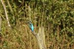 Unfortunately was a very long distance away? But any photo opportunity of this bird is a bonus? :-)