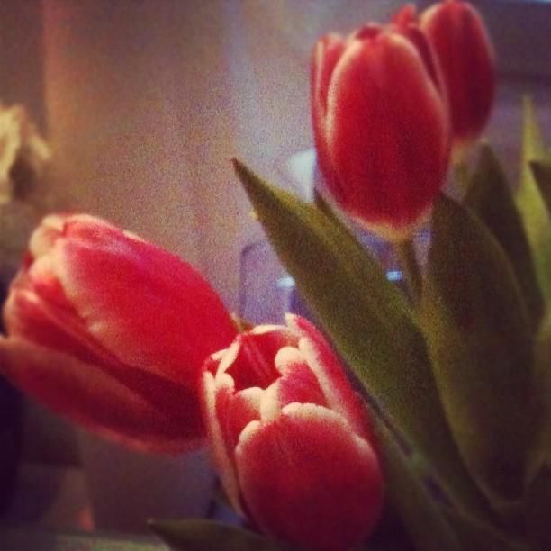 Tulips