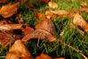 Autumn leaves