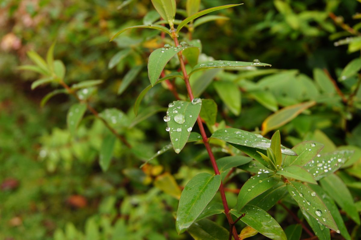 After a nights rain
