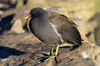 This beautiful Moorhen lives at Thatcham Nature Discovery Center.  I love the detail in his feathers.