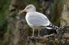 This Seagull calls its home the beautiful fishing village of Polperro in Cornwall.  This was taken with my Sony A99 and 70-400mm G series lens.